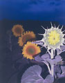 Donna Frustere - Gira da Sol