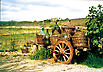Tuscan Roadside